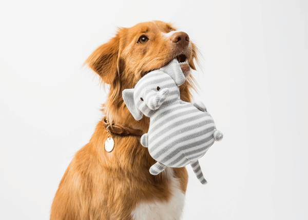The Best Cactus Dog Toys - Our Top Picks