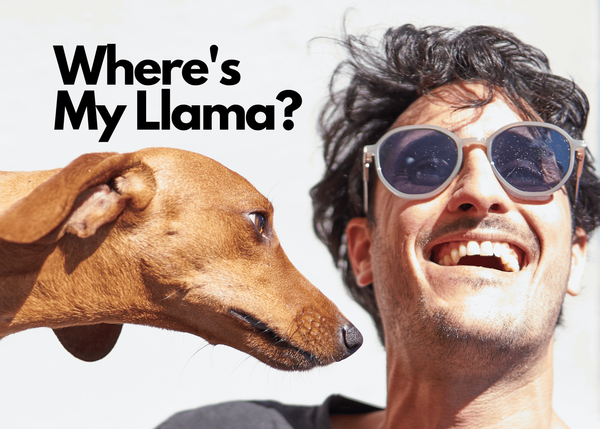 The 5 Best Llama Dog Toys (That Will Drive Your Dog Crazy)