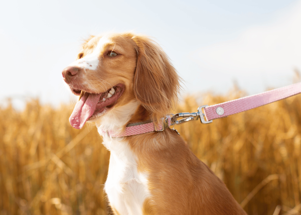 The Best Bungee Dog Leashes: Our Top Picks